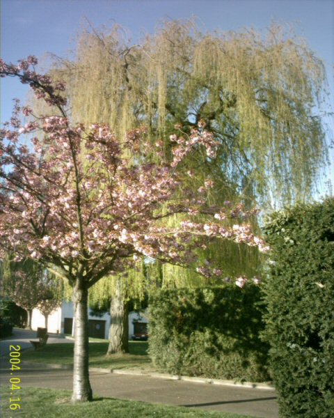 Bures sur Yvette - Library - Prunus